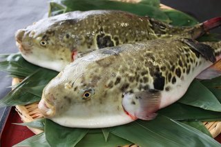 フグのカットウ釣りで貴重な食用フグをゲットしよう ショウサイフグも毒性あり 安全に調理して絶品フグ料理を味わおう