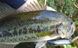 釣れるペンシルベイト テクニック 春のバス釣りで効果のあるペンシルベイトの操作法