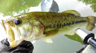 水辺の生き物を見つけた バス釣りに影響を与える生き物を観察してみよう