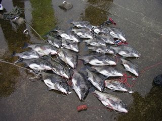 落とし込み釣りのタックル パーツでは針使いが重要 針ハズレの確率を下げて好釣果につなげよう