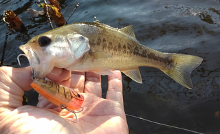 子バスをワームではなくハードルアーで釣ってみよう ワームに頼らないバス釣りから見えてくるもの