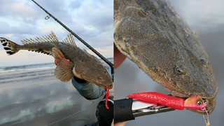 マゴチ釣りって超楽しい 釣り方別のオススメタックルや釣りのコツをご紹介します