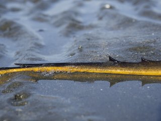アカエイに刺されたときの対処法 毒針を持つ危険な海の生物アカエイ
