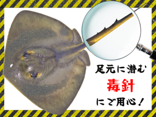 ウツボは危険な海の生き物 生態や釣り方 食べ方まで詳しくチェック