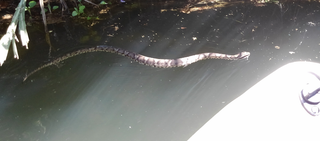 危険生物に釣り場で遭遇 バス釣りのときに必ず知っておきたい注意事項