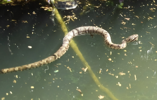 スベスベマンジュウガニは食べると危険 海辺に棲む毒ガニの生態をチェック