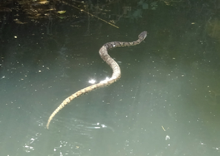 マムシには猛毒があり大変危険 釣り場で遭遇したときの対処法