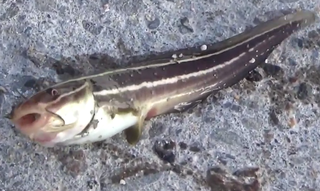 ハオコゼが釣れたら要注意 毒針を持った海水魚の対処法や食べ方を徹底特集