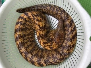 ウツボは危険な海の生き物 生態や釣り方 食べ方まで詳しくチェック