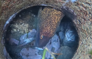 スベスベマンジュウガニは食べると危険 海辺に棲む毒ガニの生態をチェック