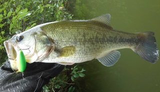 バス釣りオフシーズンを迎える前にやっておきたいことをチェック