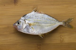 ヒイラギって魚知ってる 釣り方からさばき方 おすすめの料理法まで一挙ご紹介
