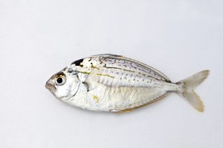 ヒイラギって魚知ってる 釣り方からさばき方 おすすめの料理法まで一挙ご紹介