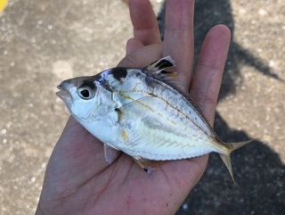 ヒイラギって魚知ってる 釣り方からさばき方 おすすめの料理法まで一挙ご紹介