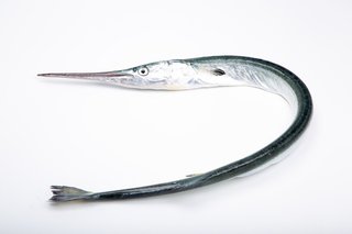 バラムツは食べていいの 食品衛生法で販売禁止の深海魚を詳しくチェック