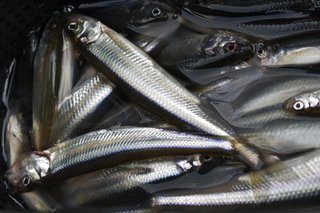 ワカサギ釣りを圧倒的に快適な釣行にするアイテム特集 Bmoジャパンのワカサギレールとリール台をオススメする理由とは