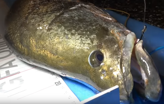 オヒョウの生態に迫る 全長4m超え 100年以上生きる魚って本当