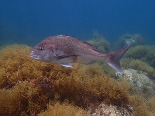 エサの食べ方の違いを魚種別に徹底解説 この違いを知っていれば 釣り方のヒントになること間違いなし