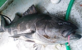 アブラボウズってどんな魚 気になる深海魚の特徴や釣り方 食べ方をチェック