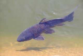 鯉釣りにチャレンジしたい どんなエサやタックルを選べばいいの