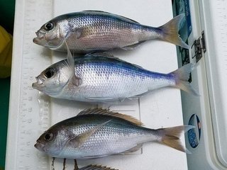 アオダイの特徴や釣り方は 高級白身魚 アオダイについて詳しくご紹介します