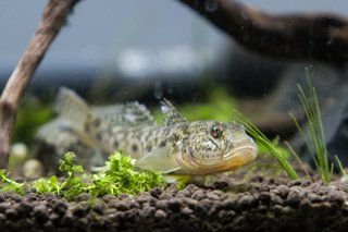 ハゼ釣りの時期っていつ 釣り方や推しタックルまで要チェック