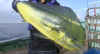 シイラの味ってどんな魚に似ているの 夏に旬を迎えるシイラ釣り特集