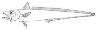 ホキってどんな魚か知ってる 白身魚フライやちくわなどに使われる深海魚をチェック