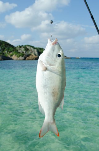 タマンを釣りたい 沖縄や本州南端でモンスタークラスを狙うためのおすすめタックルをチェック