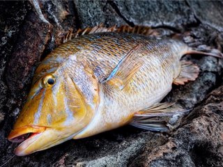 タマンを釣りたい 沖縄や本州南端でモンスタークラスを狙うためのおすすめタックルをチェック