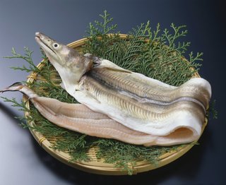 ハモ釣りは危険だけど味は格別 おすすめの料理法とハモの雑学をご紹介 ハモ釣りは危険だけど味は格別 おすすめの料理法とハモの雑学をご紹介