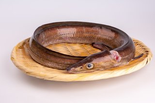 ハモ釣りは危険だけど味は格別 おすすめの料理法とハモの雑学をご紹介