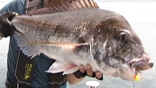 一つテンヤでマダイを釣りたい 船はもちろん堤防からでもアプローチ可能な釣り方をマスターしよう