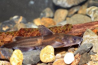 ギギは鳴く魚って知ってる 特徴や釣り方 美味しい食べ方を一挙ご紹介