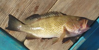 オオモンハタ釣りはひとつテンヤで楽しもう 食べて美味しい高級魚の釣り方や食べ方をご紹介します