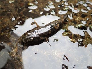 ドンコって知ってる 淡水に棲むハゼに似た魚の生態や飼育方法をチェック