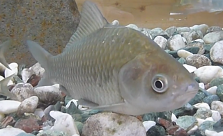 タナゴ釣りの竿ってどれを選べばいいの 釣り方やおすすめロッド特集