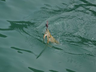 アオリイカを釣りに行こう バーチカルエギングでのアオリイカの釣り方やタックル 食べ方までご紹介します