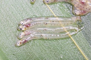 シロウオとシラウオの違いって知ってる 踊り食いで有名なのはどっち