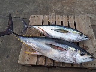 マグロってどんな魚 マグロの生態や幼魚 ヨコワの釣り方 美味しい食べ方レシピまで大公開