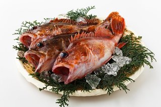 アラカブってどんな魚なの 味噌汁や唐揚げに料理すると美味しい穴釣り対象魚
