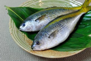 タカベってどんな魚 小型の高級魚タカベを釣って食べてみよう タカベってどんな魚 小型の高級魚タカベを釣って食べてみよう