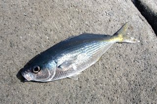 マハタってどんな魚 生態から釣り方 おすすめの料理法まで一挙ご紹介