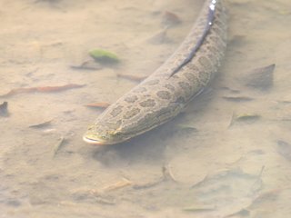 ライギョって外来魚だけど飼育して大丈夫なの 生態や釣り方もチェック