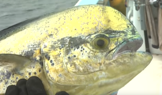 シイラの味ってどんな魚に似ているの?夏に旬を迎えるシイラ釣り特集