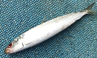 掛かったイワシがそのまま餌に