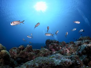 水温と魚の活性の関係性について徹底解剖 釣魚ごとの適水温もまとめてご紹介します 水温と魚の活性の関係性について徹底解剖 釣魚ごとの適水温もまとめてご紹介します