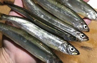 苫小牧の釣り場特集 港で釣れる魚やおすすめタックルを詳しくチェック