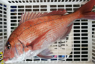 炎月 エンゲツssはシマノからリリースされた鯛ラバロッド おすすめ機種のインプレ特集