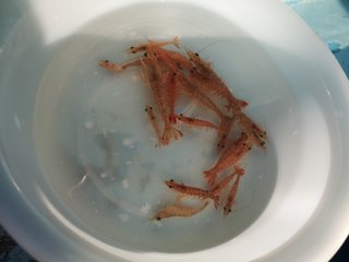 バケツに入っているウタセエビ